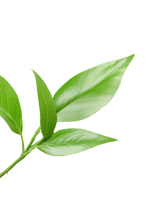 Leaf Left