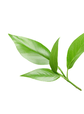 Leaf Right