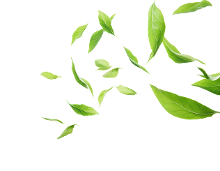 Leaf Image